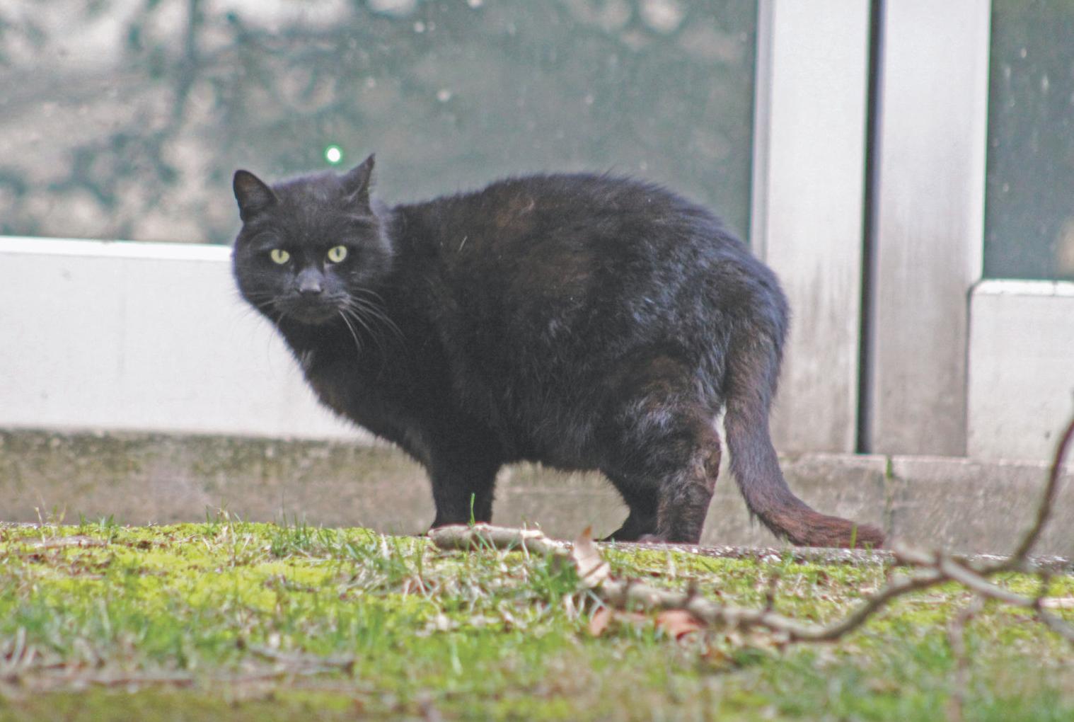 Community cat